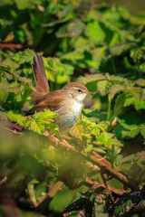 Cetti's warbler, cettia cetti, bird singing and perched