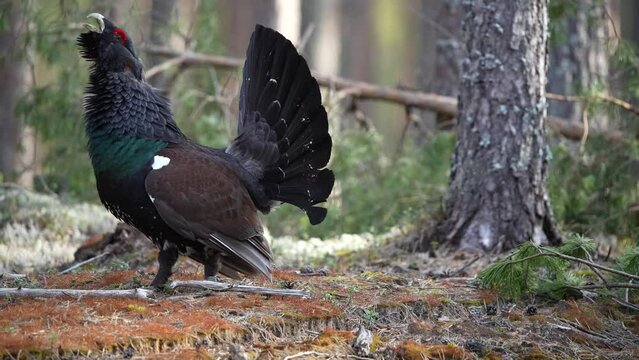 The Western capercaillie (Tetrao urogallus) is a heavy member of the grouse family and the largest of all extant grouse species. It is found across Europe and the Palearctic.