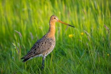 Black-tailed godwit Limosa Limosa foraging in a green meadow
