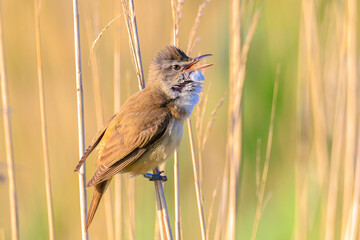 Close up of a great reed warbler, acrocephalus arundinaceus, bird singing in reeds