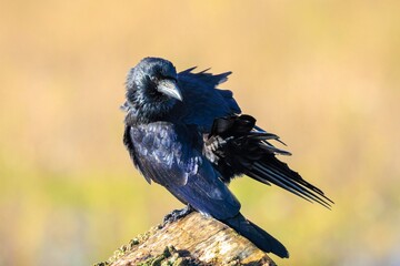 Closeup of a carrion crow Corvus corone black bird perched