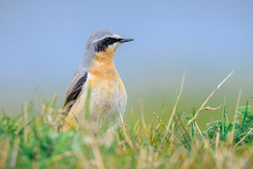 Northern wheatear male bird, Oenanthe oenanthe, foraging in grass