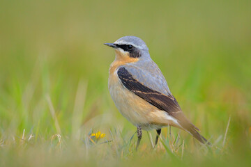 Northern wheatear male bird, Oenanthe oenanthe, foraging in grass