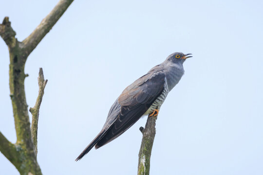 Common cuckoo, Cuculus canorus, resting and singing in a tree.
