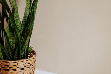 A plant in a basket sits on a white wall. Copy spase.