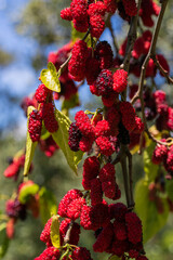 mulberry tree close-up images