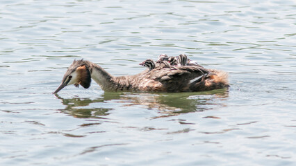 hippopotamus in the river