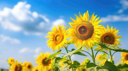 Fototapeta premium Field of vibrant sunflowers against a blue sky