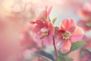 Obraz premium Beautiful flowers are blooming in the garden.
