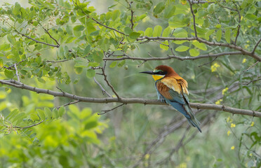 Bienenfresser auf ast.