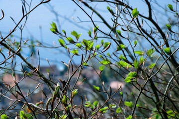 PFLANZE FR&Uuml;HLING