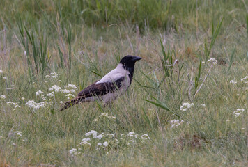Nebelkrähe in Wiese.