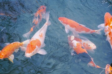 goldfish in the pond