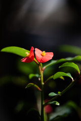 Euphorbia Geroldii red rlowers with rays of light on a black background