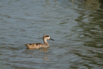 Pato hembra cerceta pardilla, Marmaronetta angustirostris, nadando en laguna del parque natural el...