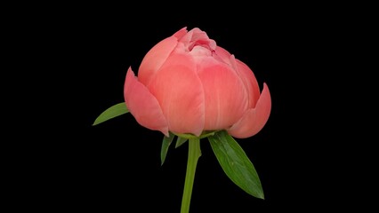 Macro time lapse blooming and wilting pink peony flower, isolated on pure black background