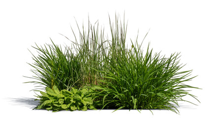 Isolated group of green plants and grass on white background