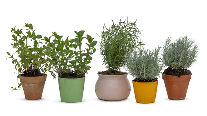 Group of different herbs and plants in colorful pots isolated on white background