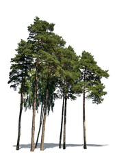 Isolated group of tall pine trees on white background