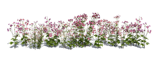 Rendered isolated image of blooming flowers on white background © Martin