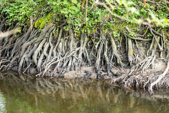 Roots searching for a water in a lake - hot summer season - low levels of water