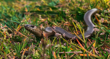 Blindschleiche im Gras
