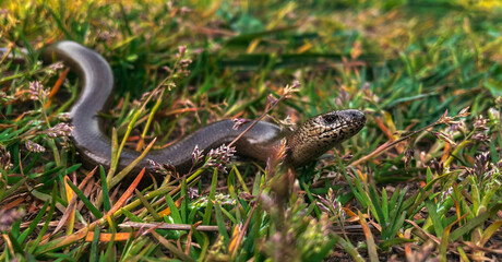 Blindschleiche im Gras
