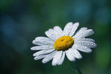 Daisy flower with morning dew in the meadow