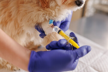 A veterinarian injects medicine with a syringe into a dog's paw, emergency care for animals,...