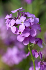 Dames Rocket flower or forest hesperis blossoms in May woods. Purple wildflowers. Night violet flower, sweet rocket, gilliflower, mother-of-the-evening is purple wildflower. Hesperis purple wildflower
