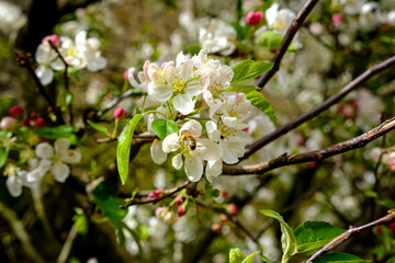 Apple tree in bloom. Blooming apple orchard in spring. Spring blossom of tree. Bee collecting nectar
