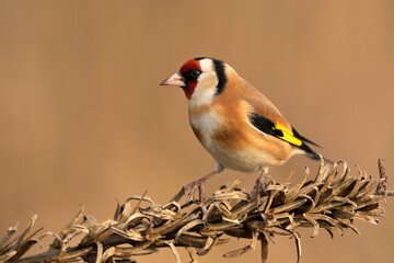 European goldfinch Carduelis carduelis bird songbird wildlife nature predator cock o the north, beautiful animal mountain finch, animal, bird watching ornithology, flower bud fauna wildlife Europe