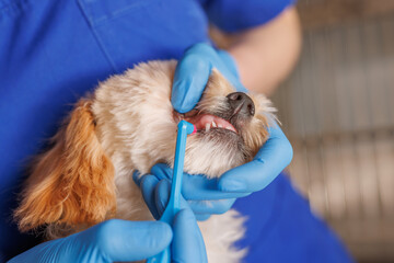 veterinarian doctor brushes the teeth of a dog with a special brush close-up, dental treatment for...