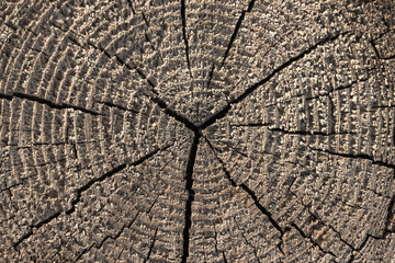 An old wooden log section with radial cracks, background texture