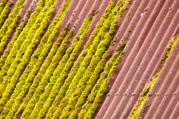 Green yellow moss grows on old red roof, background photo texture