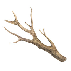 Dry tree branch without leaves. Watercolor illustration of a botanical brown branch in a realistic style on an isolated background. For eco-friendly or rustic design, packaging, cards, stickers