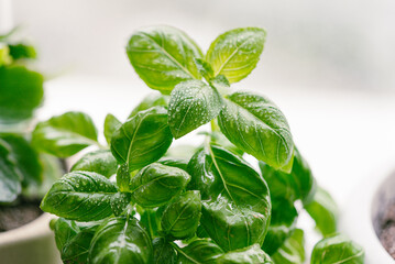 Vibrant green basil leaves covered in morning dew droplets, showcasing their fresh, lush texture...