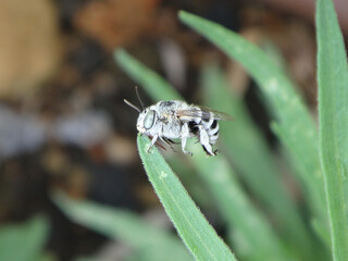 Fototapeta premium Female digger bee (Amegilla albigena) holding on to a green leaf with her jaws and resting