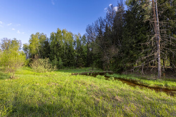 Fototapeta premium Peace of nature, a wetland in the forest after a flood. Spring evening landscape, calm soft sunlight on young green grass
