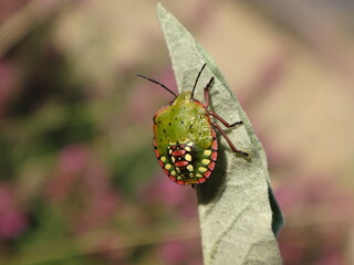 The southern green shield bug (Nezara viridula) fifth instar nymph basking on nightshade plant