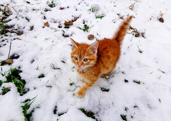 Red kitten in snow on winter walk. Beautiful ginger or red kitten on snow winter background. Winter...