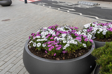 A round grey planter on brick pavement showcases a vibrant arrangement of purple and white daisies...