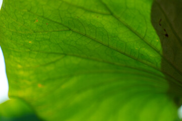 A leaf with a green stem and a dark green leaf