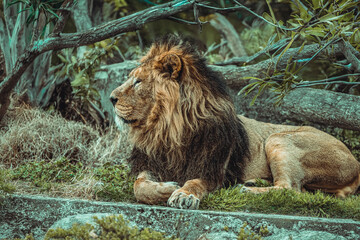 photographs of lions and lionesses, resting freely