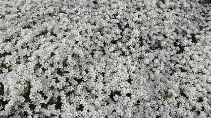 Blooming tomentose lily. Many small white flowers.
Floral white background. Spring bloom.