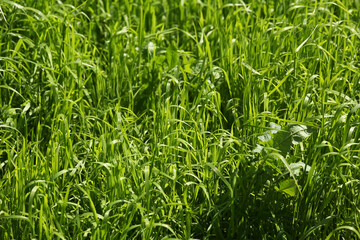 Grass growing on a green meadow
