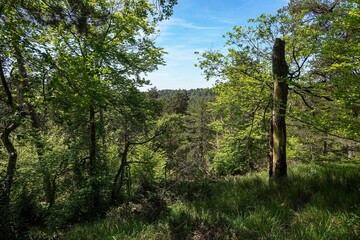 Vue sur les hauteurs de la forêt de Fontainebleau