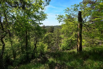 Vue sur les hauteurs de la forêt de Fontainebleau, avec tons vifs
