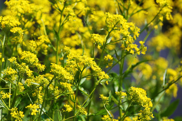 Rape flowers in a rape field