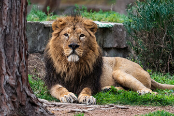 photographs of lions and lionesses, resting freely